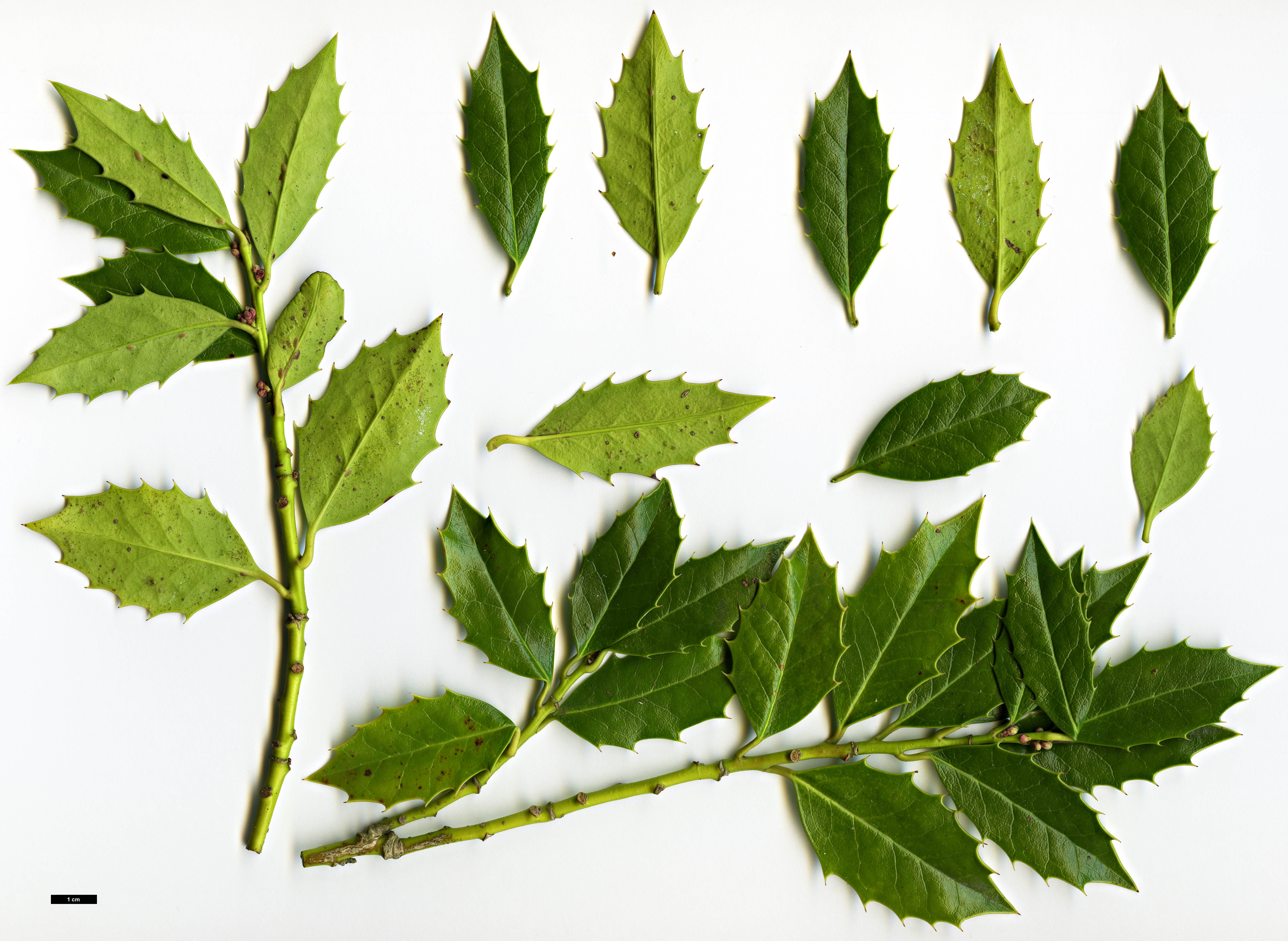 High resolution image: Family: Aquifoliaceae - Genus: Ilex - Taxon: colchica